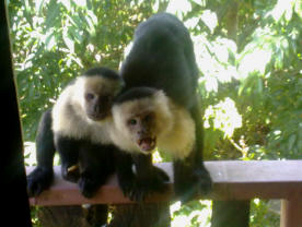 monkeys peeking at TreeTop House