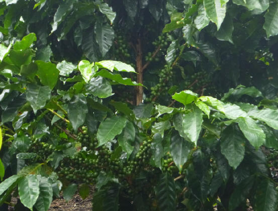Coffee production on 2 year old coffee tree