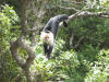TreeTop House Monteverde monkeys 1