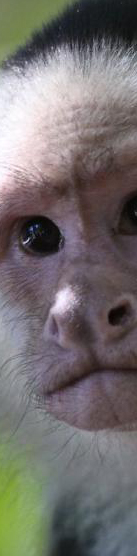 peeking monkey at TreeTop House Monteverde