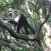 monkeys at TreeTop House Monteverde 1