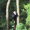 monkeys at TreeTop House Monteverde 2